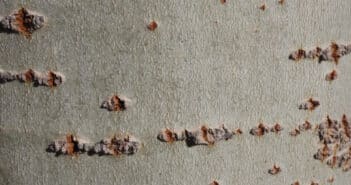 Comment détecter la présence de termites chez soi ?